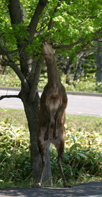 立ちながら食事するエゾシカ