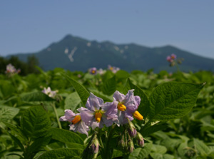 斜里岳をバックに咲き誇るじゃがいもの花
