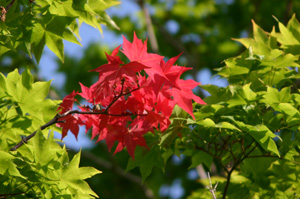 夏なのに紅葉しているイタヤカエデ
